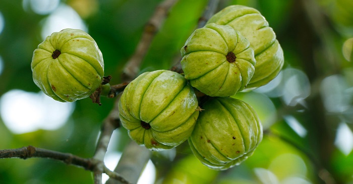 Garcinia Cambogia: The Most Preferred Weight Loss Supplement