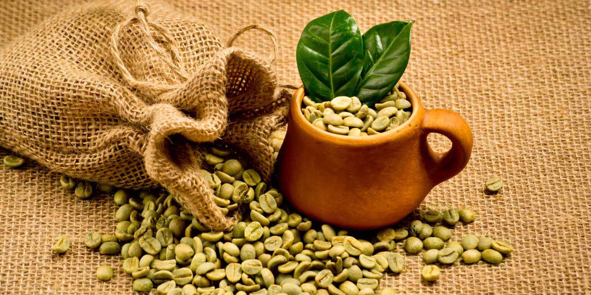 How Green Coffee Makes You Lose Weight?