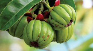 Four Ways Garcinia Cambogia Capsules Go Beyond Weight Loss