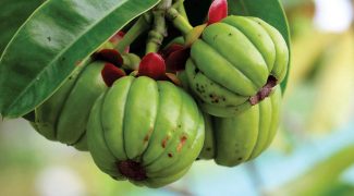 Garcinia-Cambogia-herbs