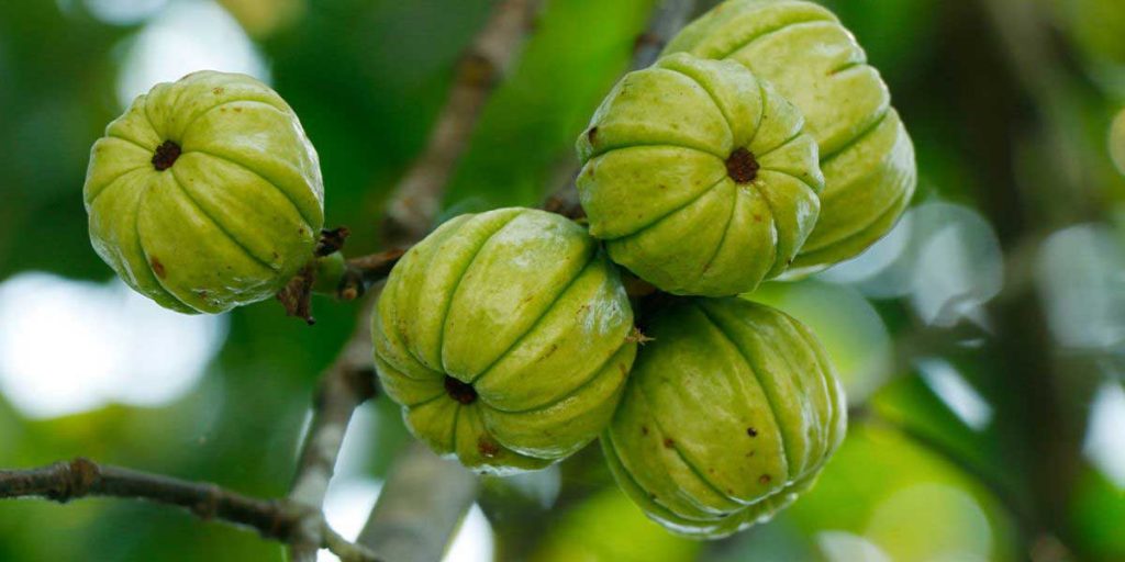 garcinia cambogia for weight loss in india