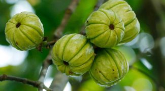 Is Garcinia Cambogia Still Relevant and Effective for Weight Loss in Today's Time?