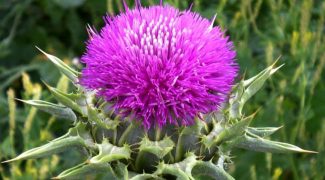 Revealing Surprising Health Benefits of Milk Thistle Capsules